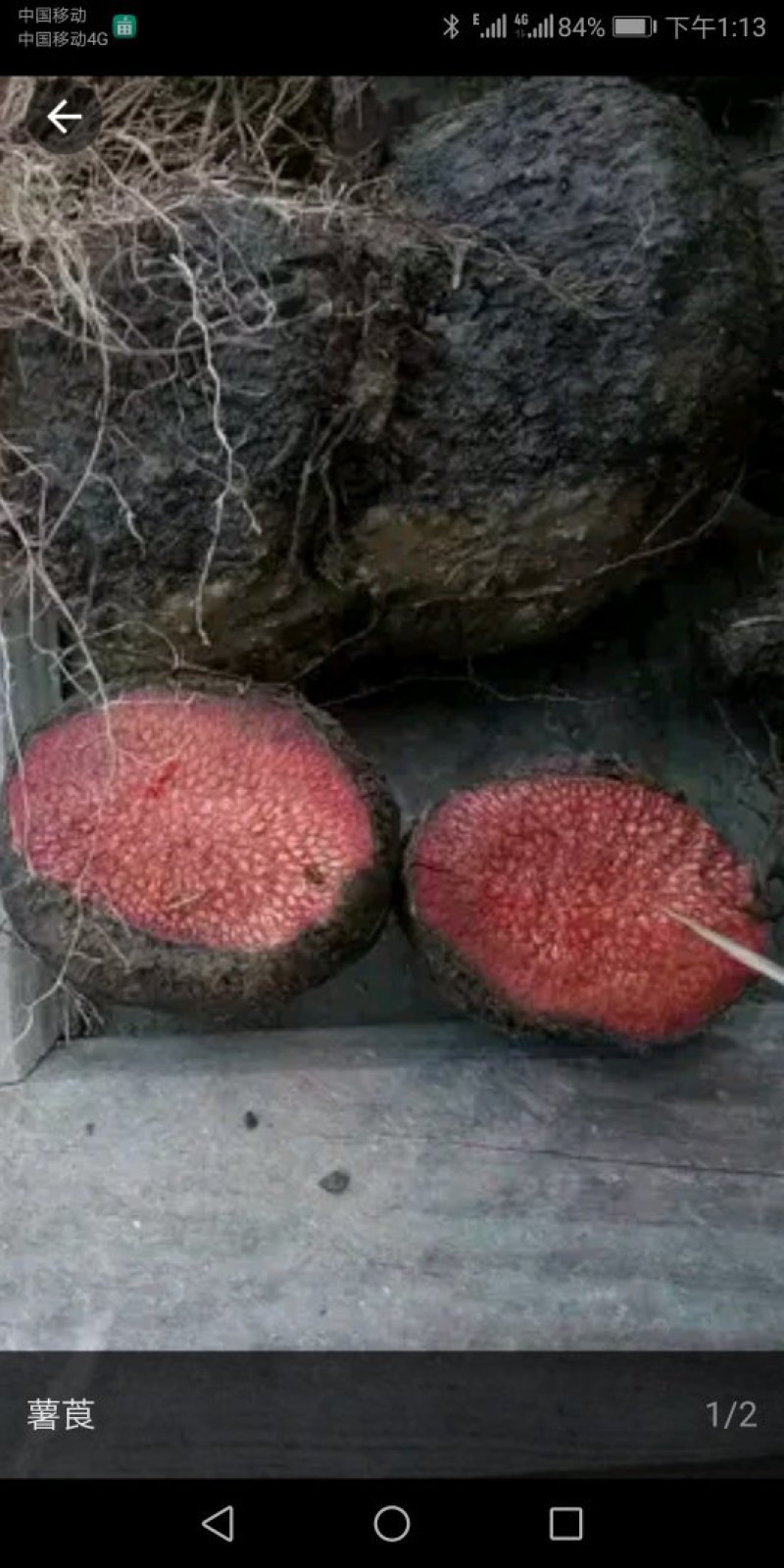 野生薯莨