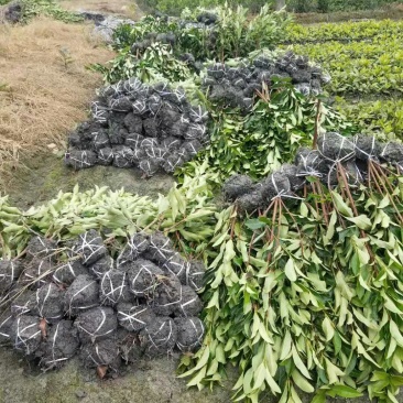 法国冬青西南法国冬青基地
