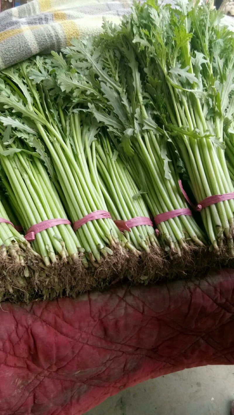 河北精品茼蒿，大量上市光杆颜色绿，产地直发质量有保证联系