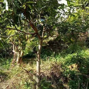 芒果树，地径8-10cm，带得了土球，数量1000棵