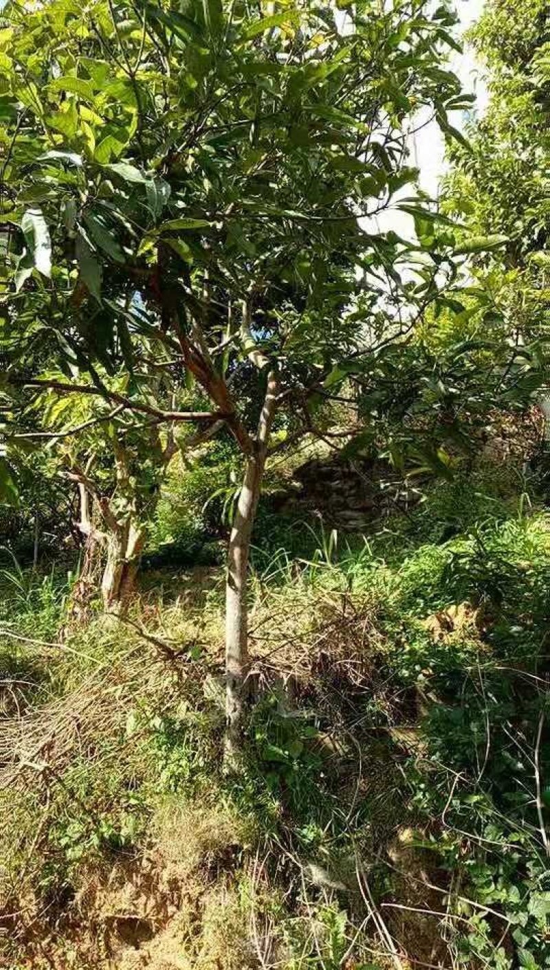 芒果树，地径8-10cm，带得了土球，数量1000棵
