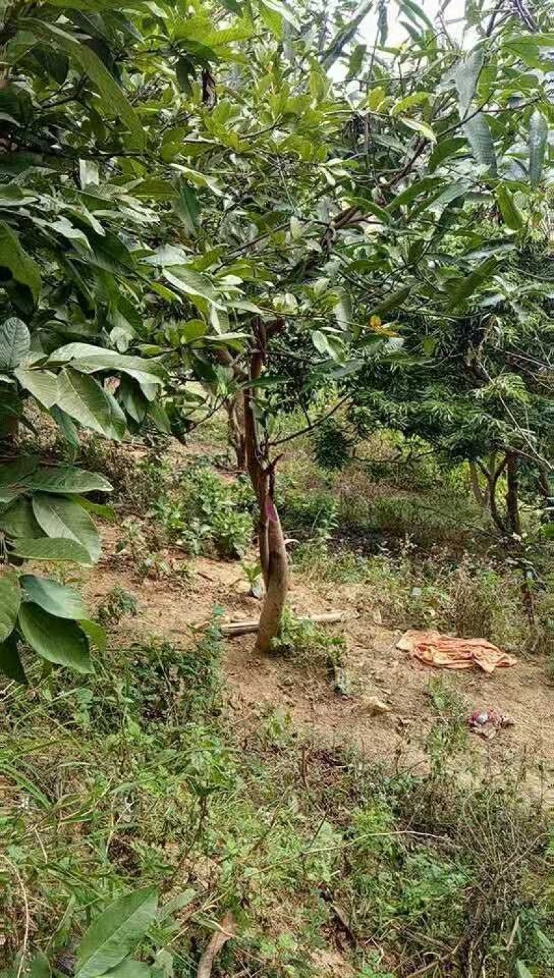 芒果树，地径8-10cm，带得了土球，数量1000棵