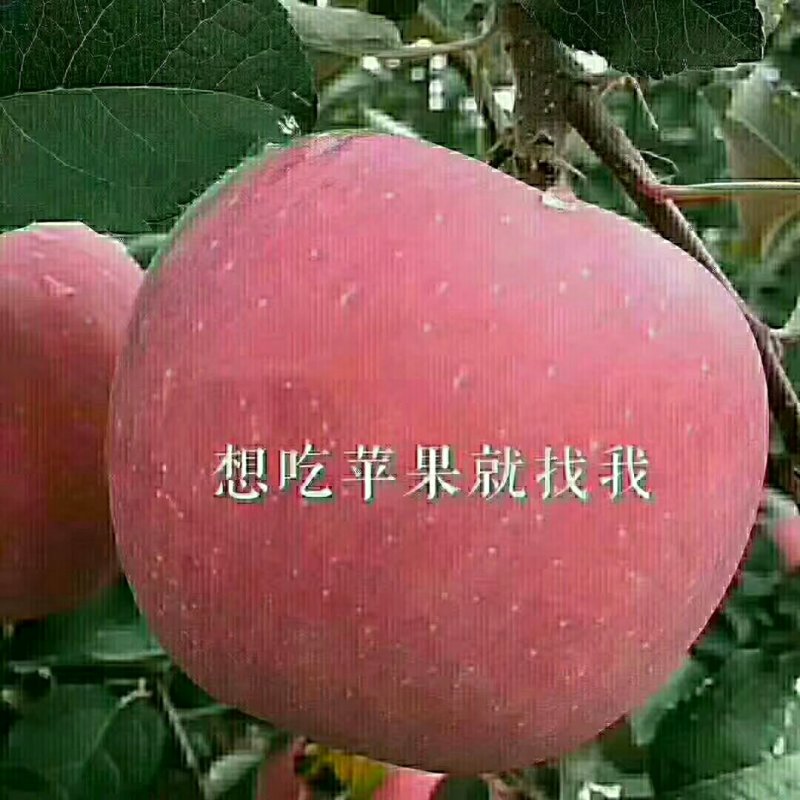 吉县高原红富士苹果库存有货要的老板抓紧联系