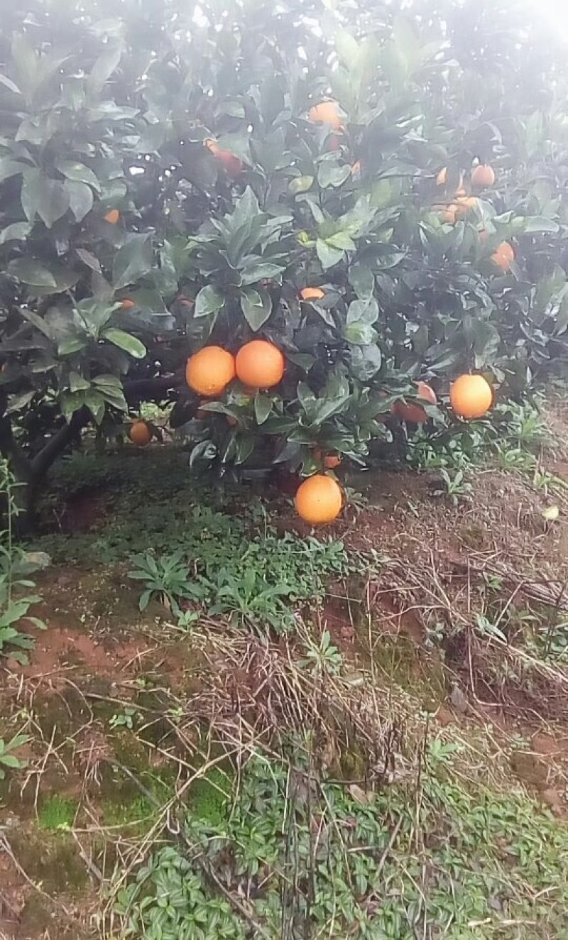 纽荷尔脐橙