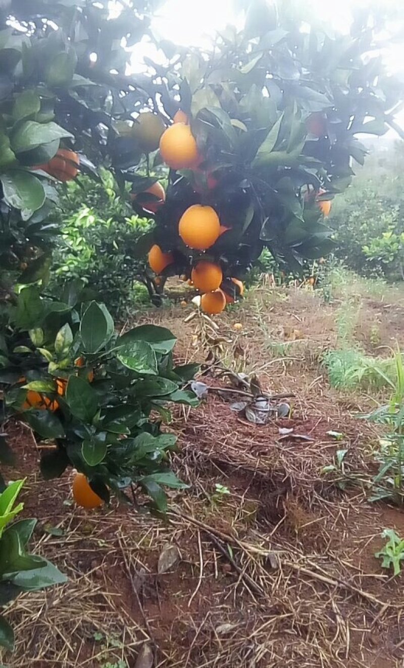 纽荷尔脐橙