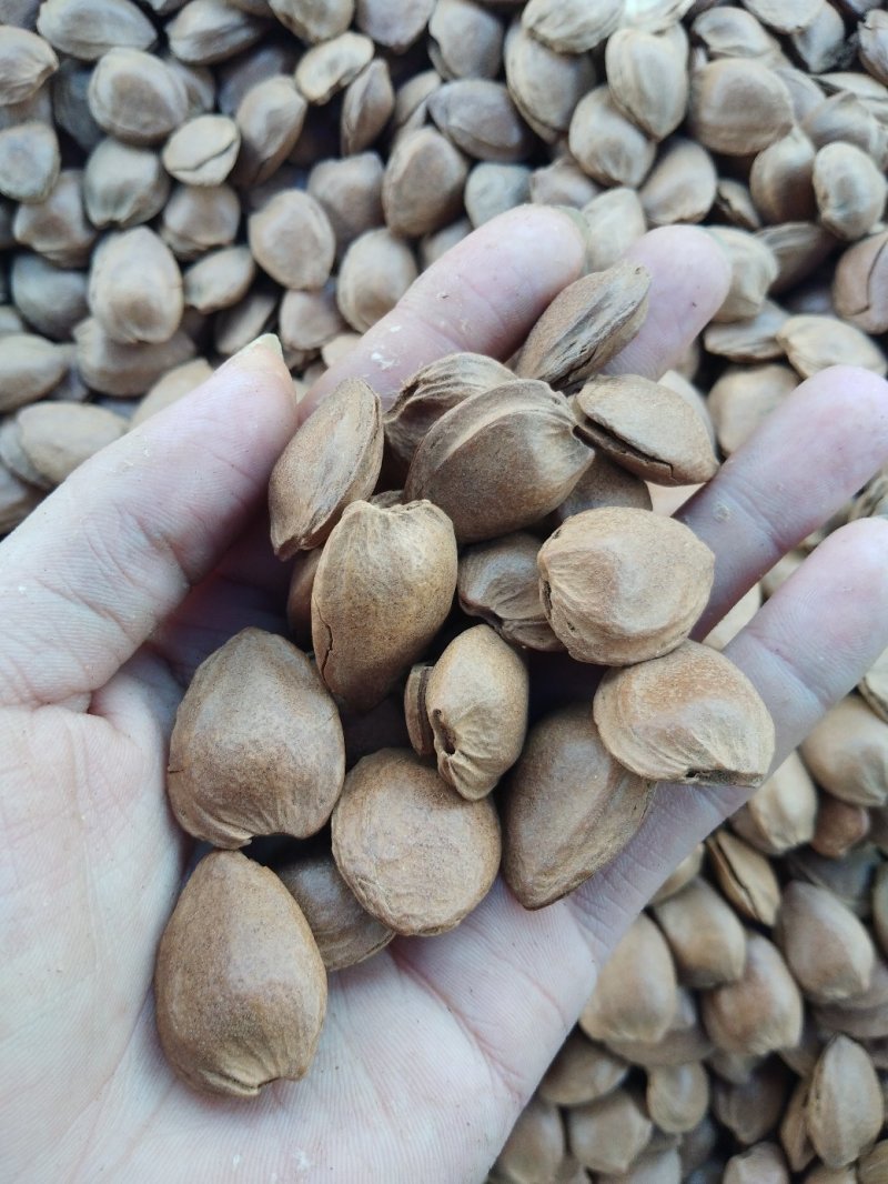 奶油味杏仁