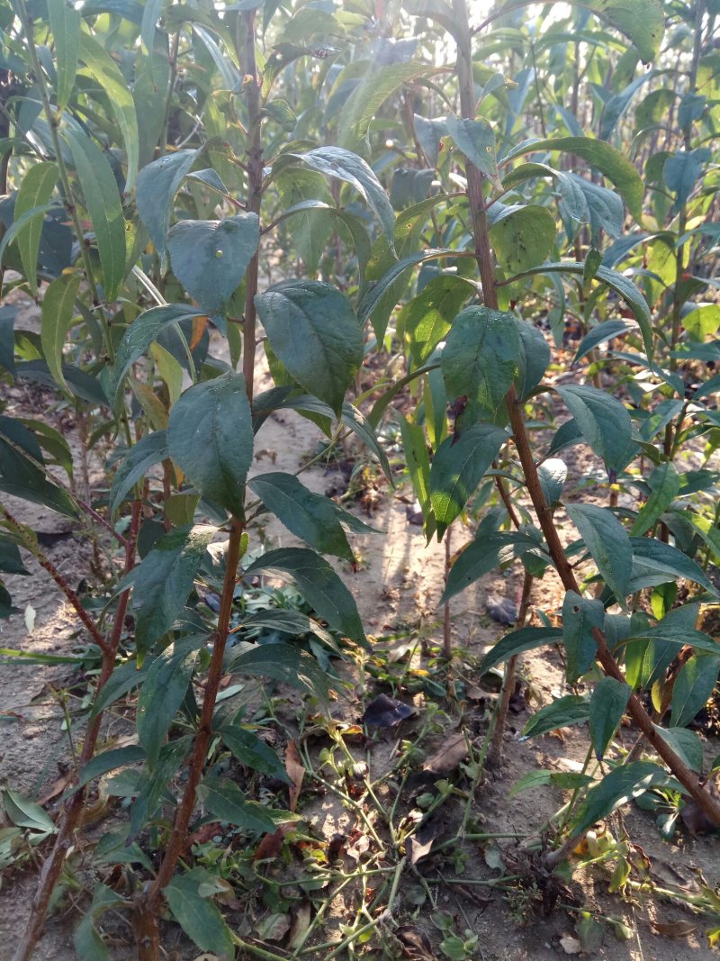 李子苗，可实地考察订苗，品种全，规格全，产地直供