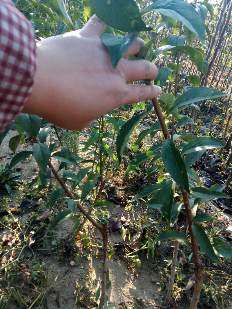 李子苗，可实地考察订苗，品种全，规格全，产地直供