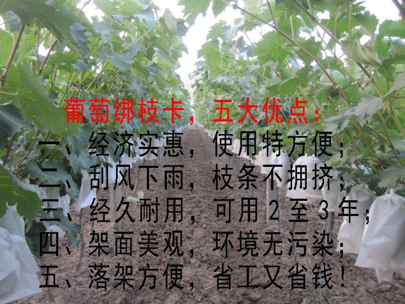 黑色宽头60毫米葡萄树绑枝卡绑枝扎丝绑蔓卡子绑枝卡扣枝条