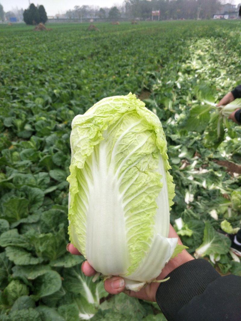 娃娃菜，净菜，毛菜，产地直供，各种包装，大娃，小娃，中娃