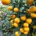 邱林地带，特早蜜橘上市，口感清脆化渣！基地一手货源
