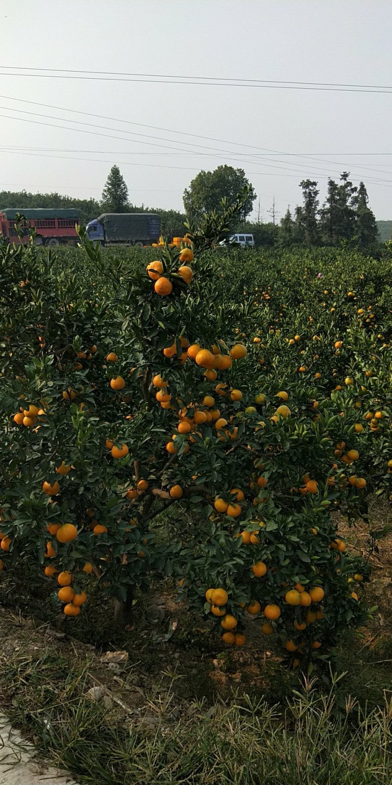 邱林地带，特早蜜橘上市，口感清脆化渣！基地一手货源