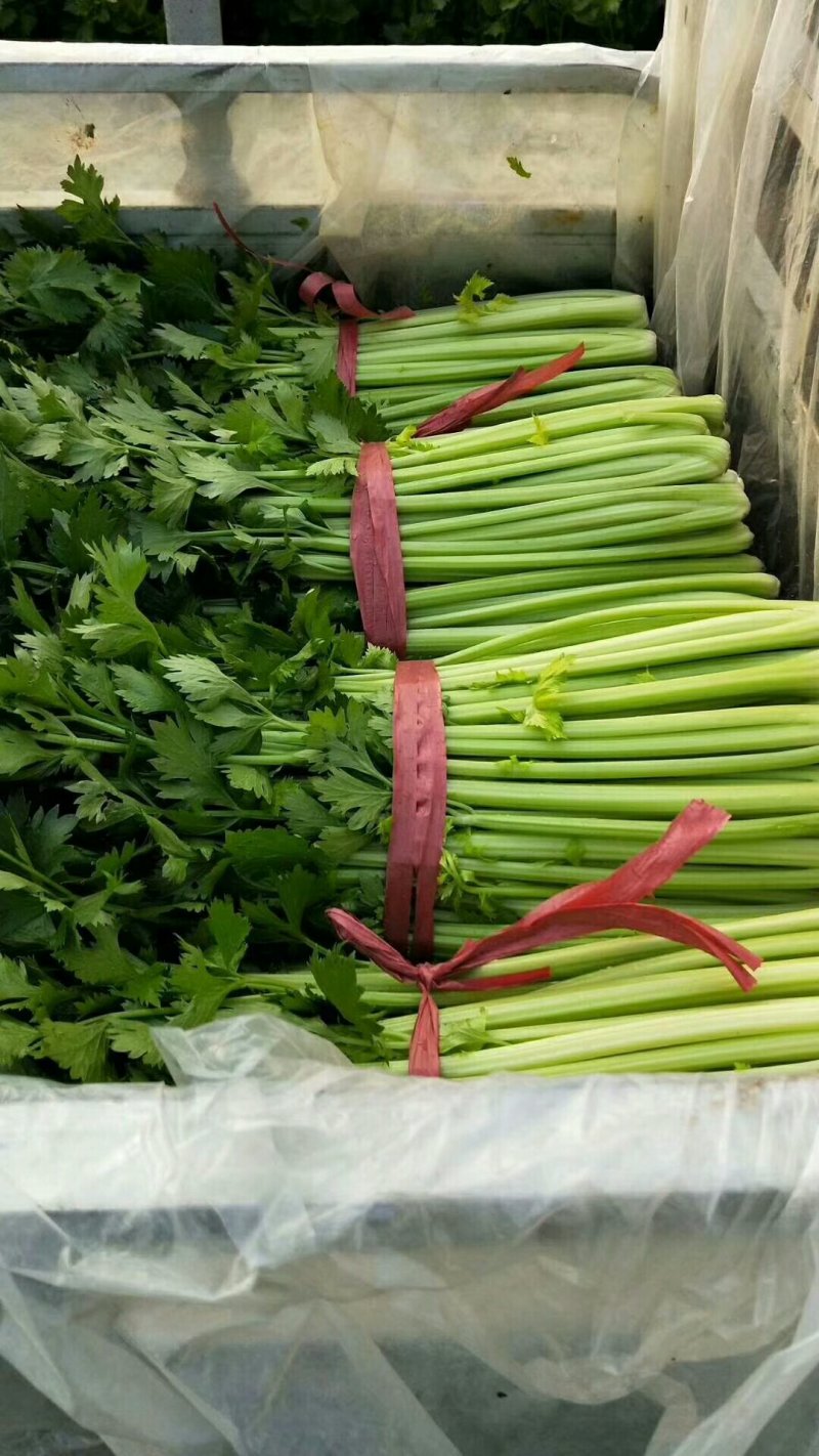 山东聊城东昌府区万亩冷棚芹菜上市，皇后芹菜，各位老板咨询