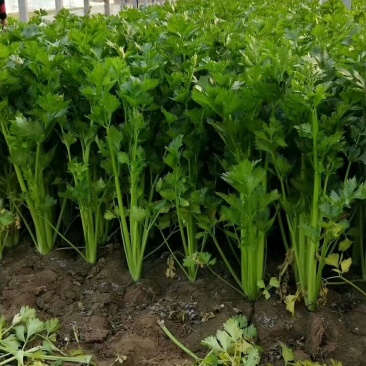 山东聊城东昌府区万亩冷棚芹菜上市，皇后芹菜，各位老板咨询