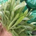 山东聊城面条菜基地大量供应，货源充足老板来咨询