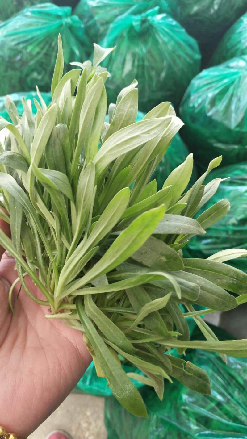 山东聊城面条菜基地大量供应，货源充足老板来咨询