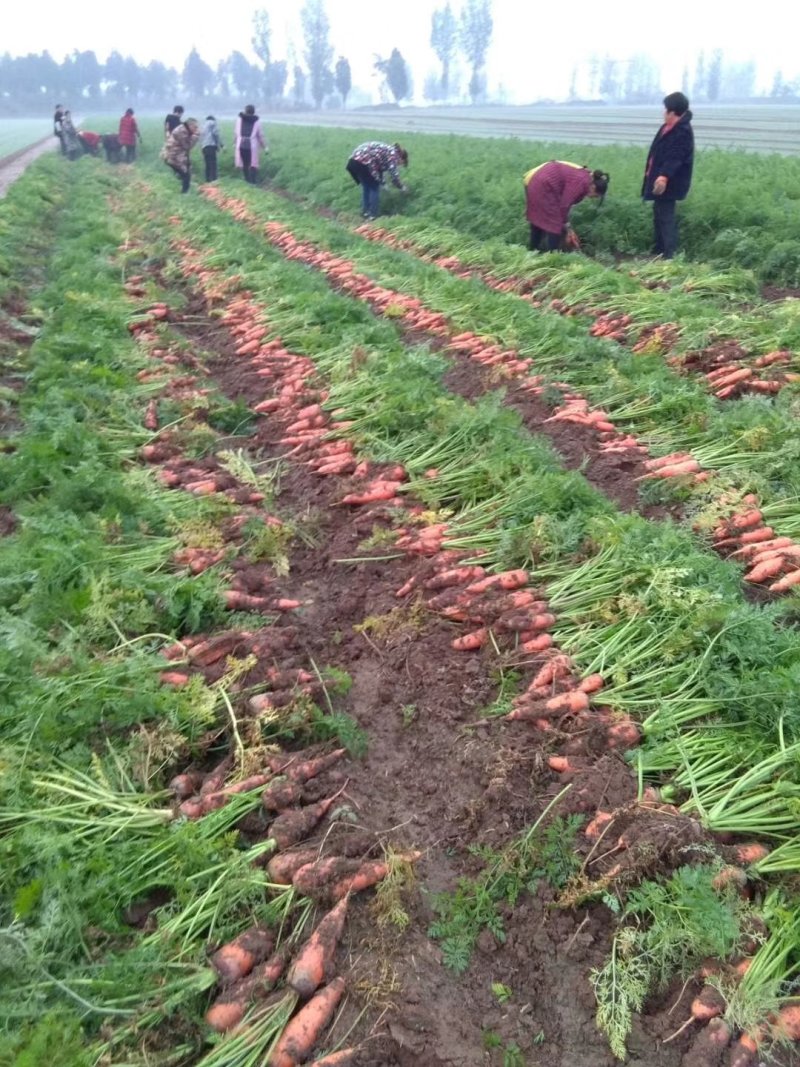 红萝卜、万亩基地，一手货源，现在正在火热采购出价格美丽