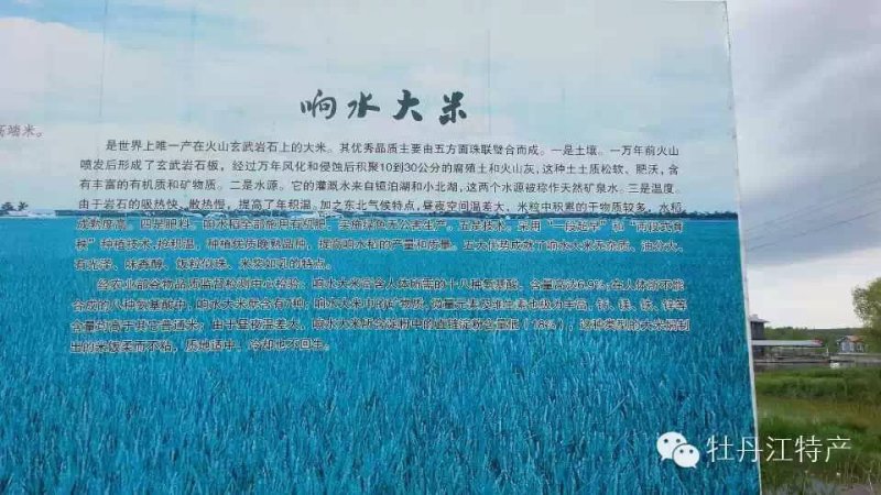 纯正石板大米