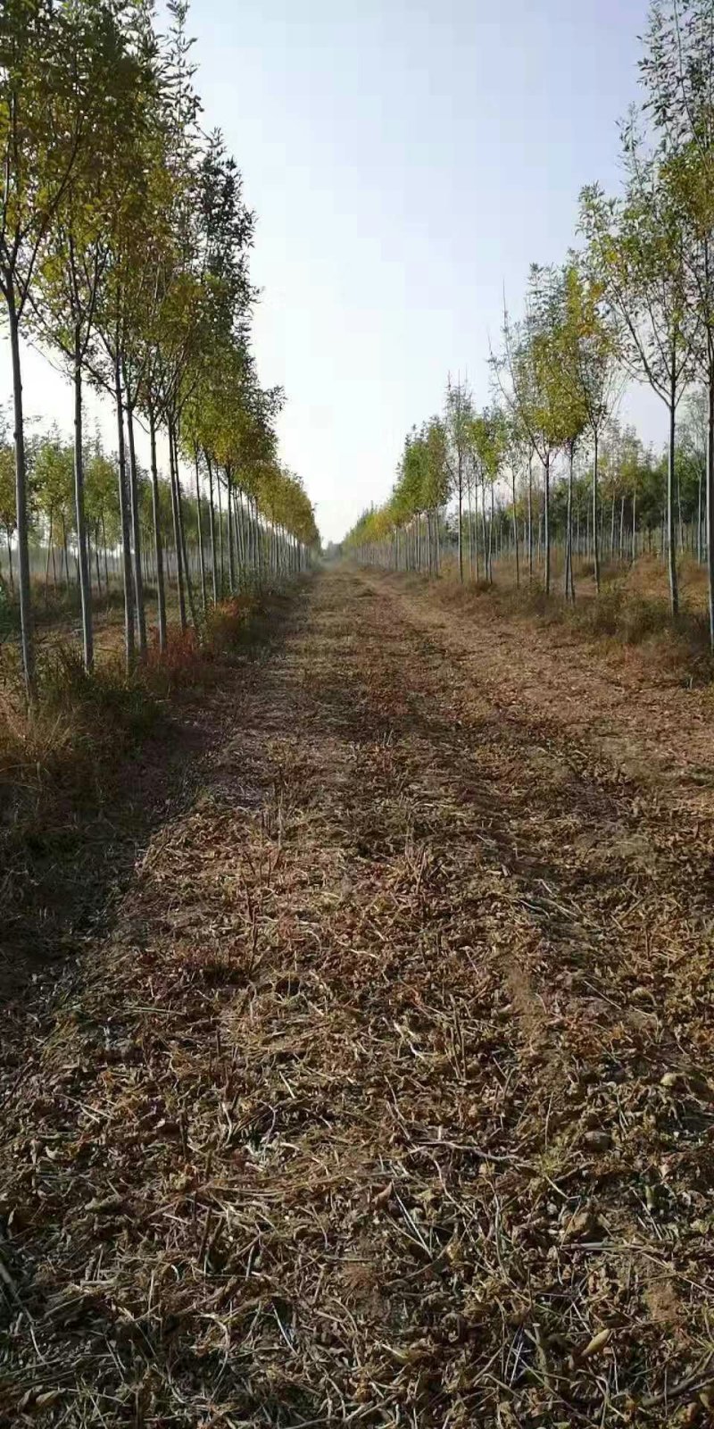 白蜡树