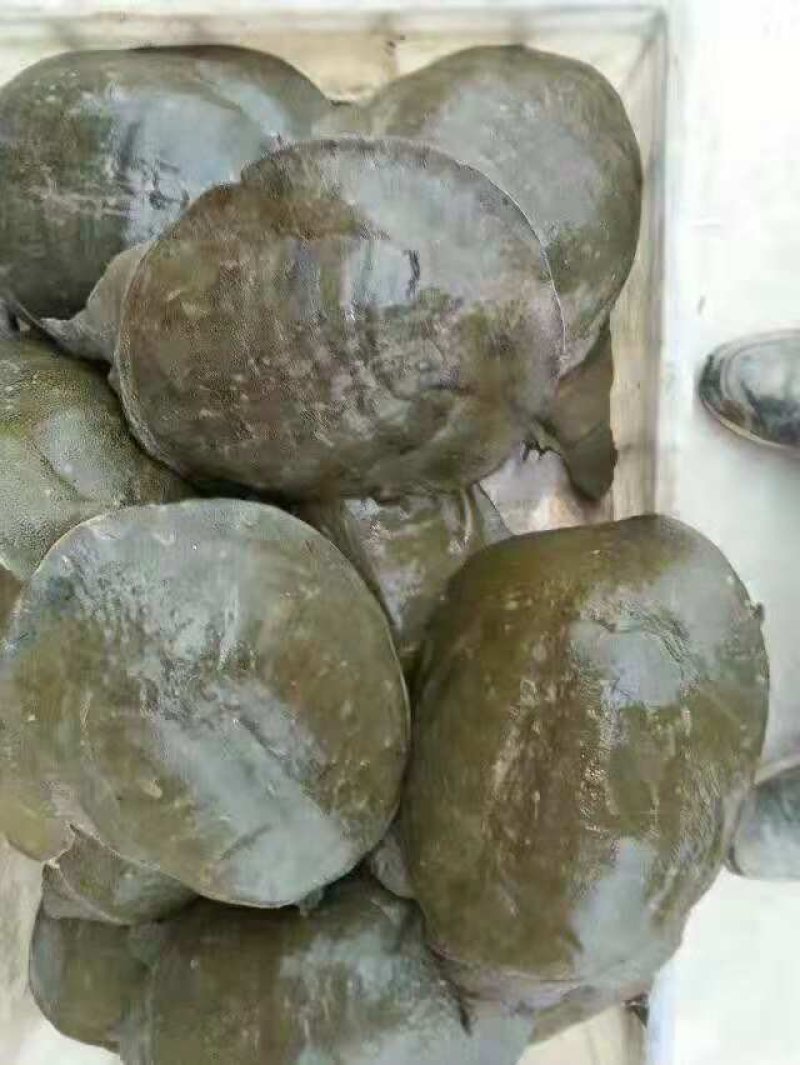 甲鱼