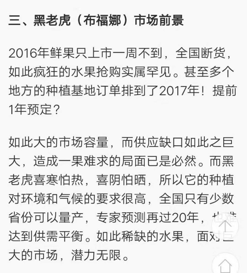 黑老虎