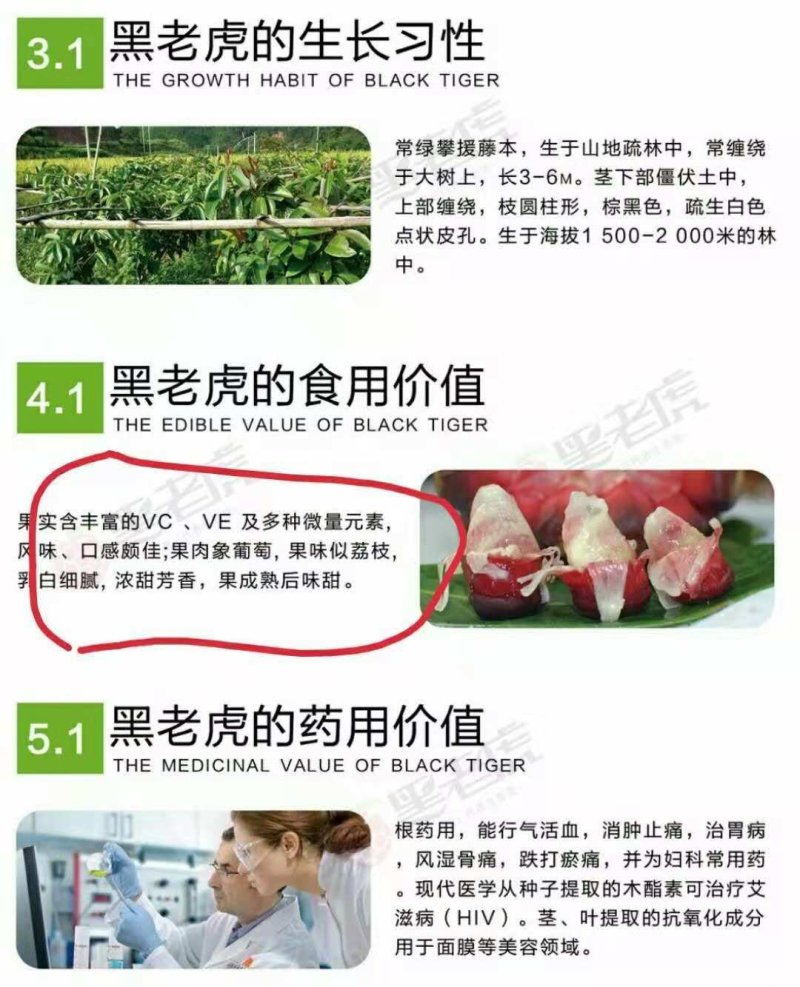 黑老虎
