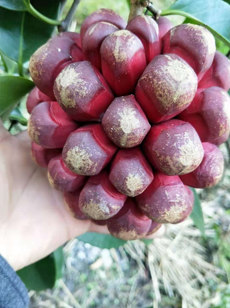 黑老虎