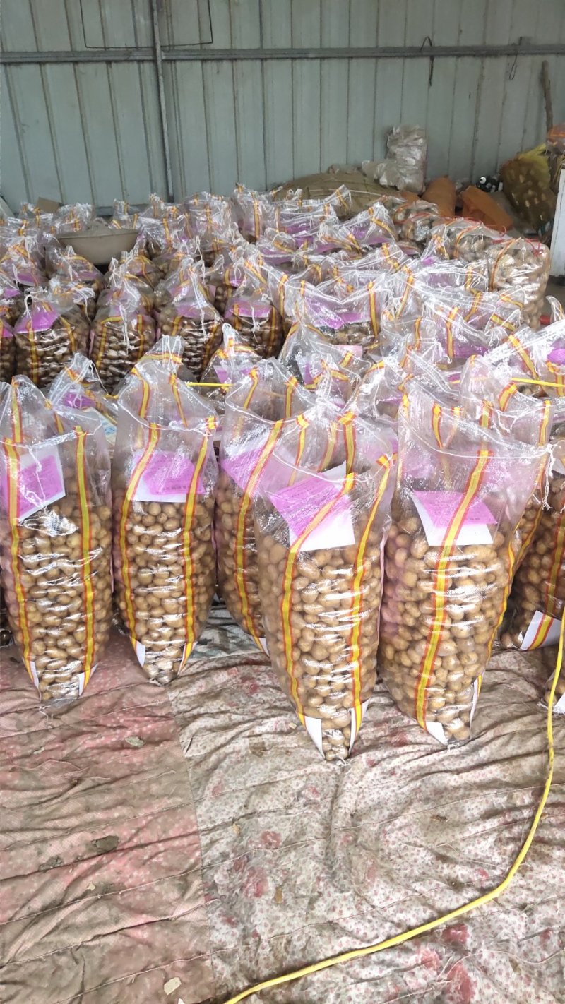 荷兰十五土豆精品1两以下