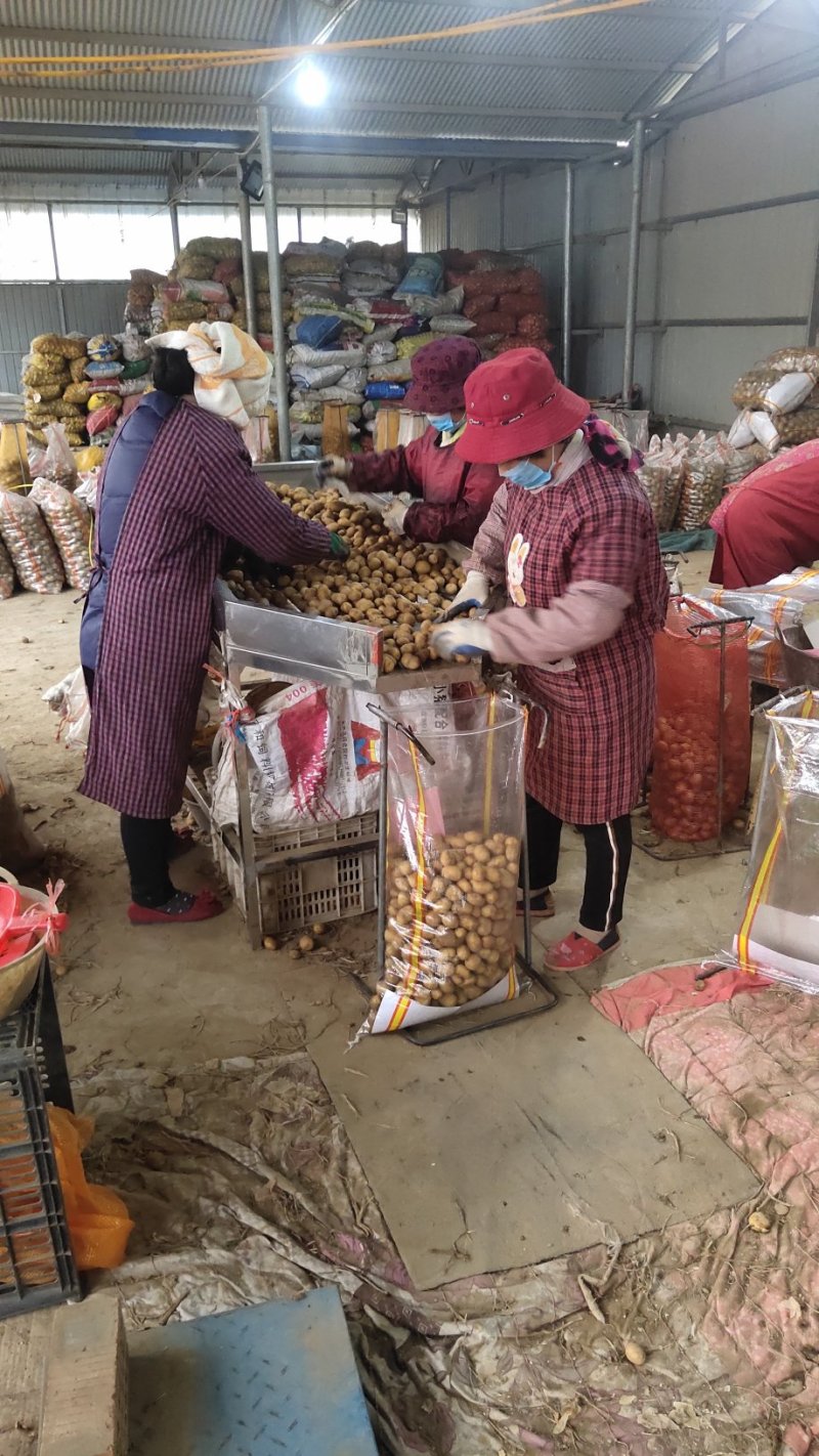 荷兰十五土豆精品1两以下