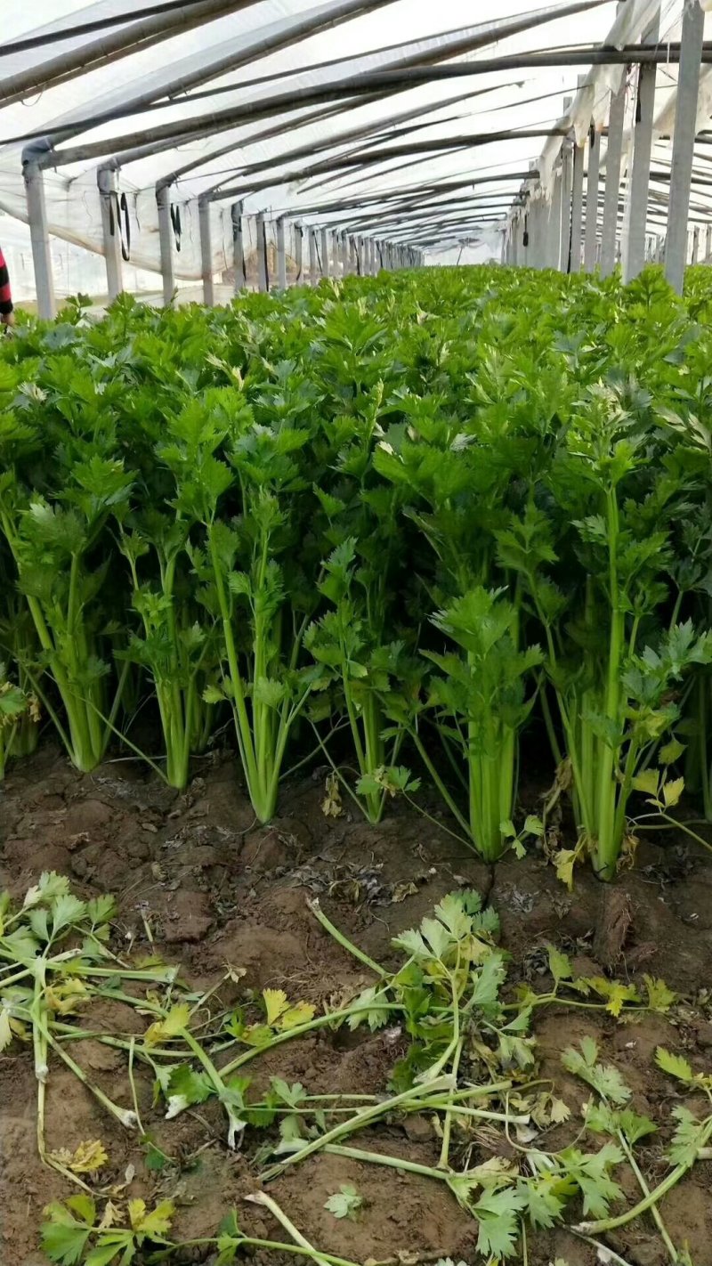 山东聊城大棚皇后芹菜，大量上市中，黄杆绿叶