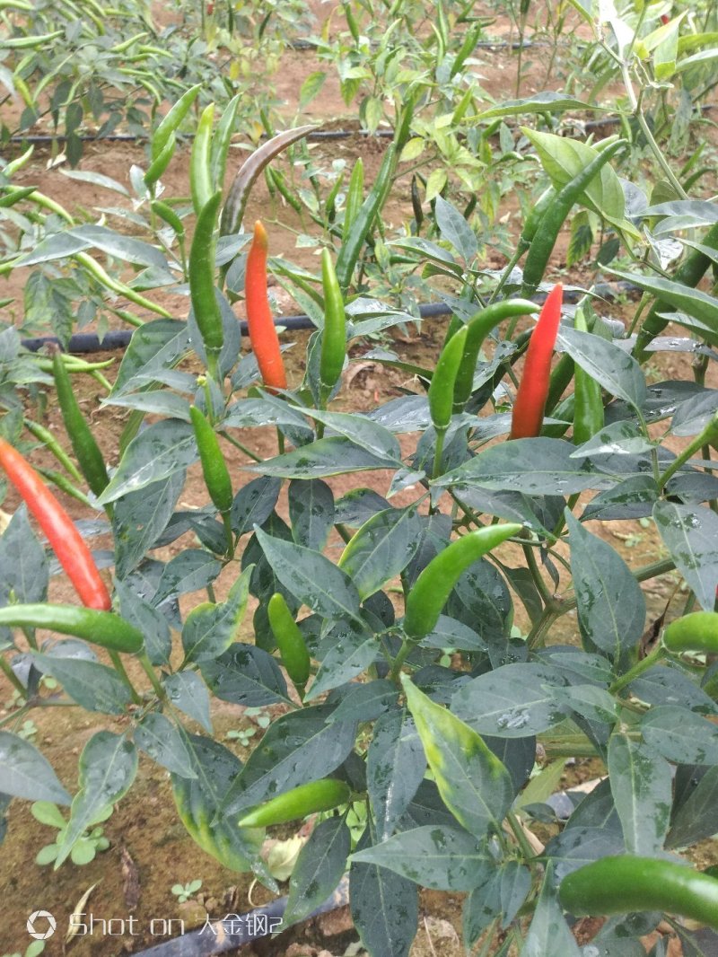朝天椒5~10厘米红中辣