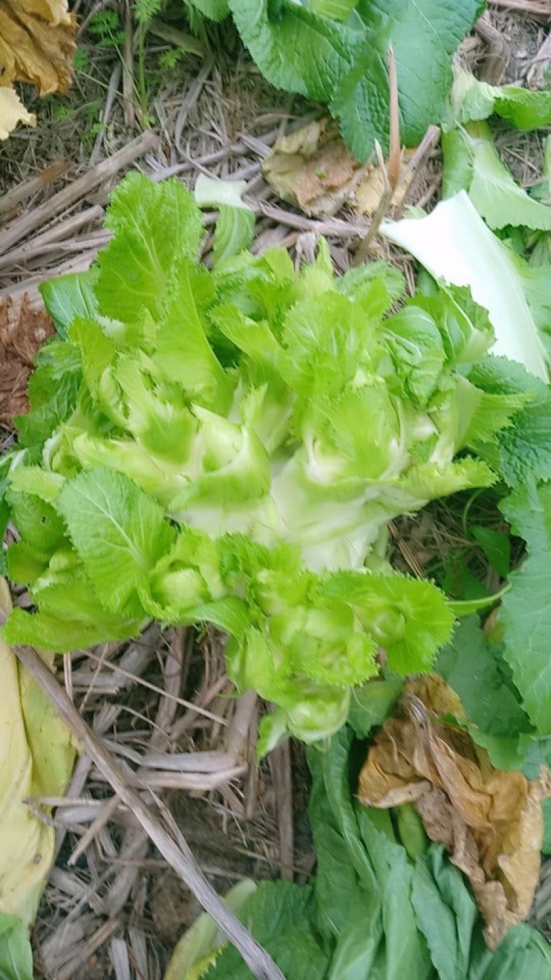 儿菜