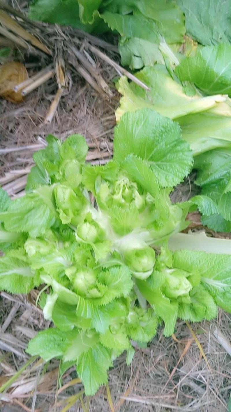 儿菜
