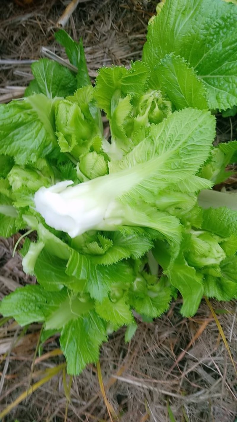 儿菜