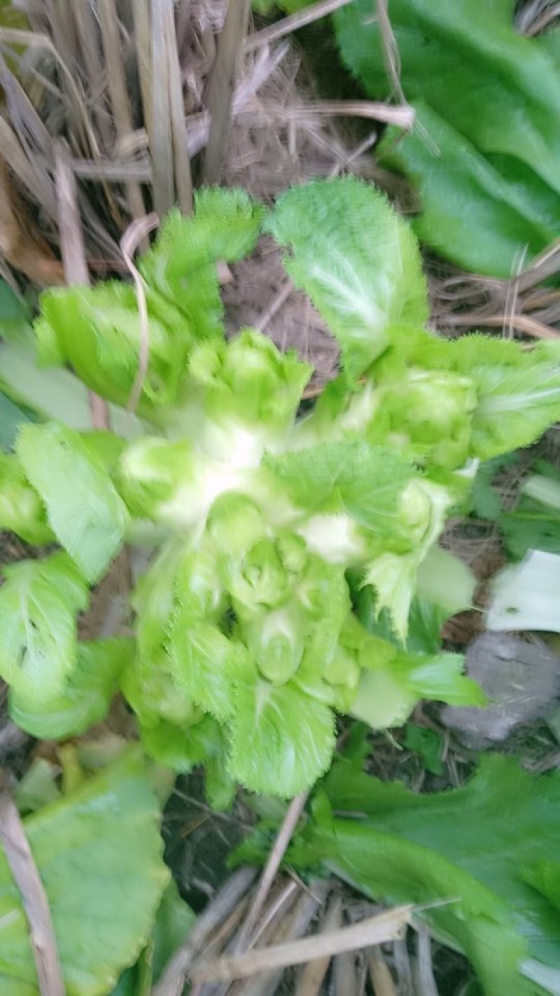 儿菜