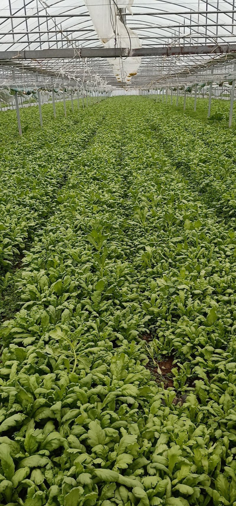 社旗县胖子蔬菜供应大叶茼蒿！