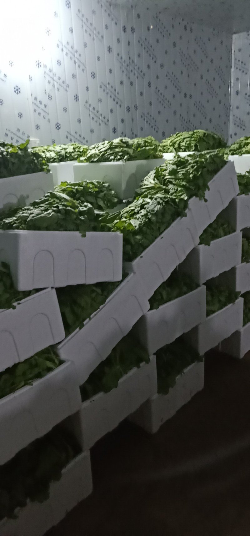 社旗县胖子蔬菜供应大叶茼蒿！