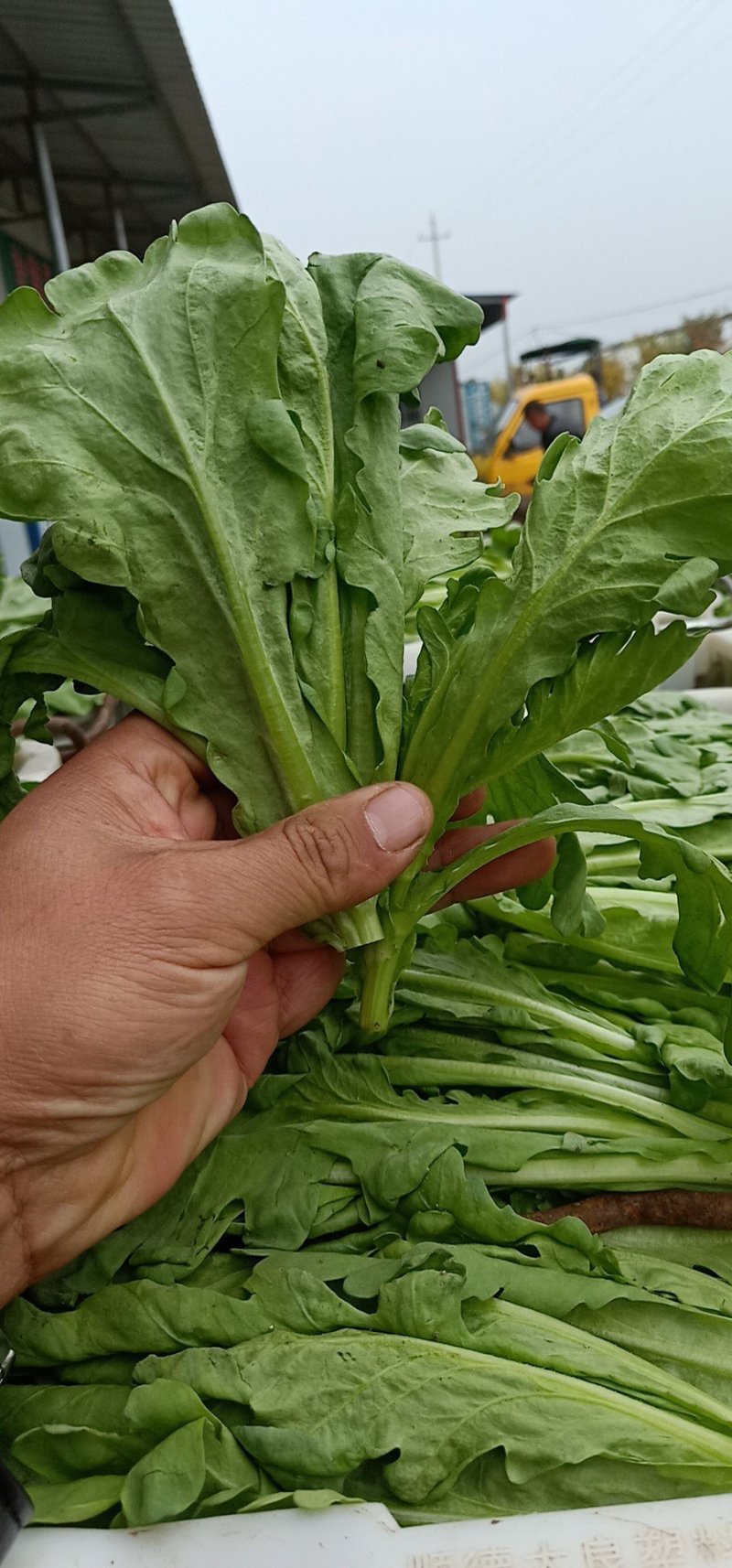 社旗县胖子蔬菜供应大叶茼蒿！