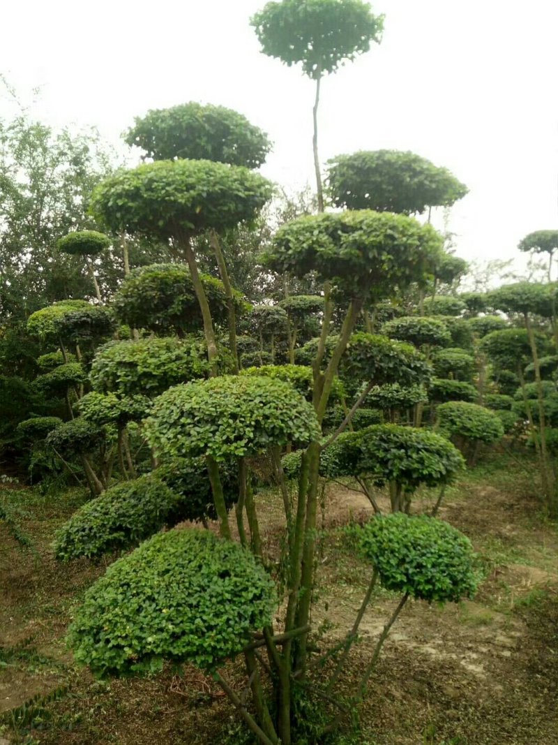 造型小叶女贞地径4~6公分，精品云片造型，云片60公分