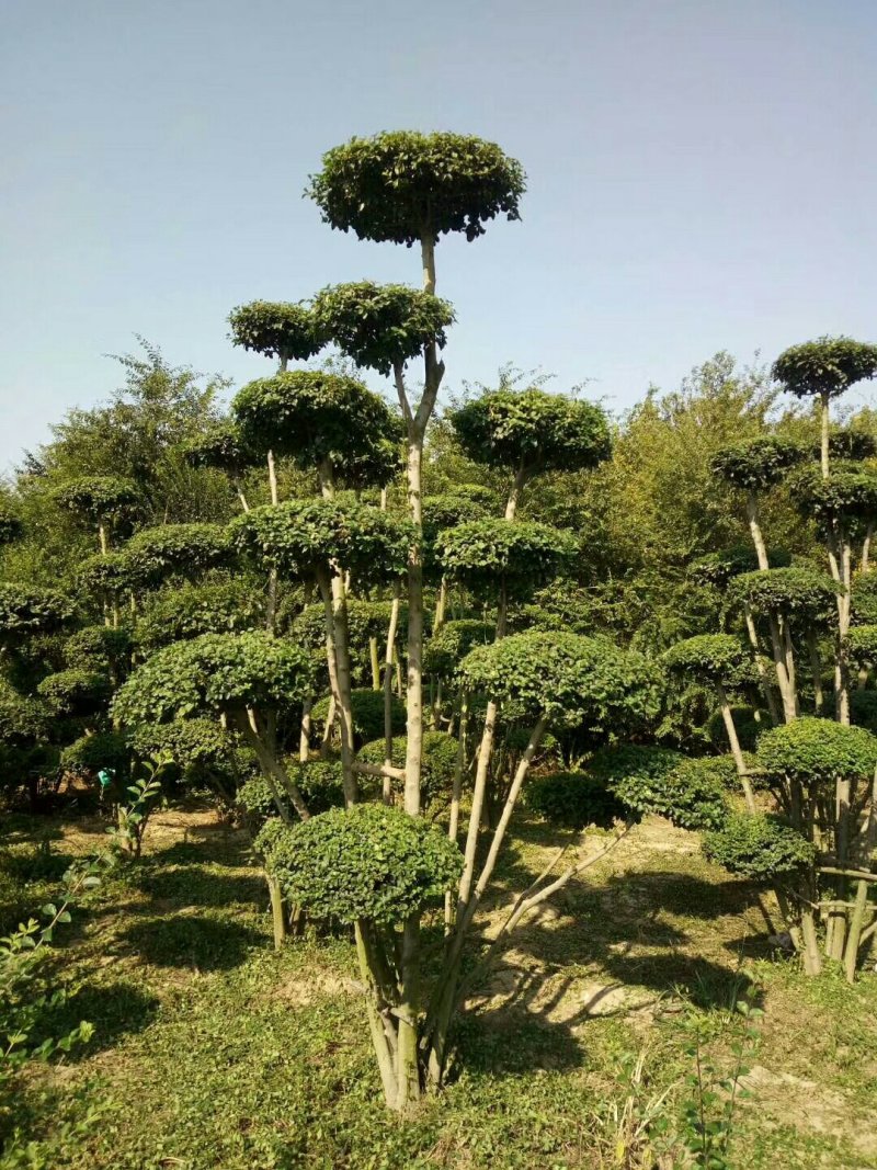 造型小叶女贞地径4~6公分，精品云片造型，云片60公分
