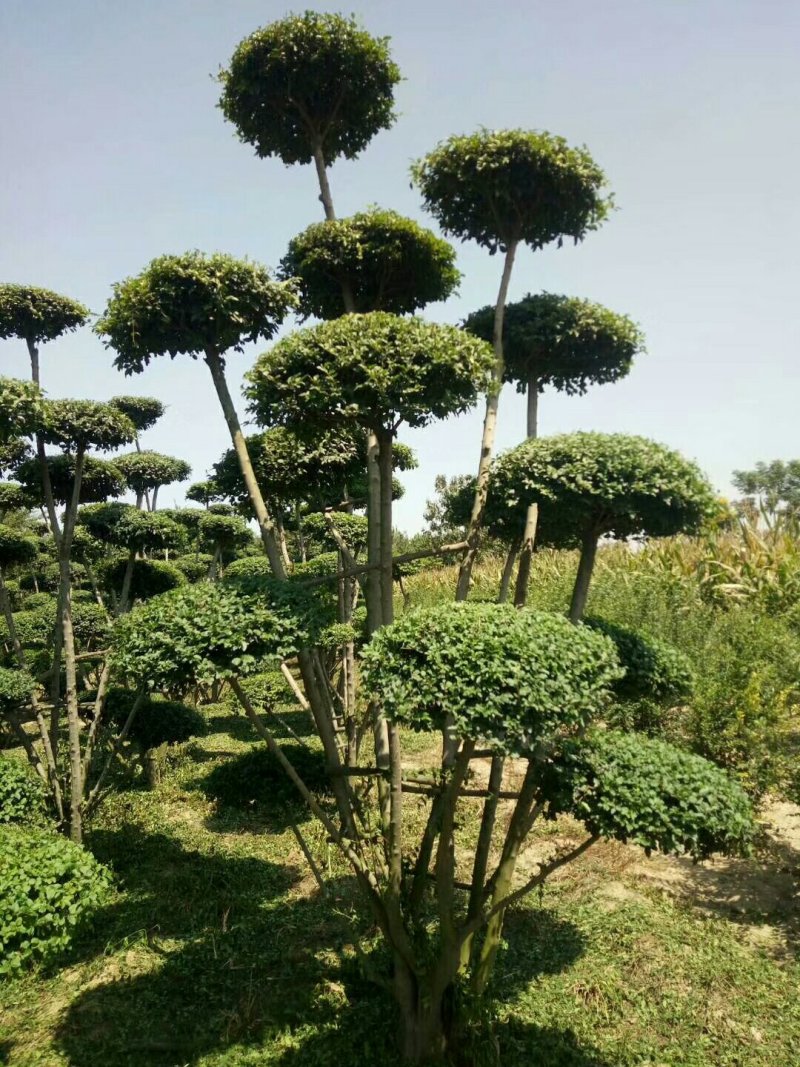 造型小叶女贞地径4~6公分，精品云片造型，云片60公分