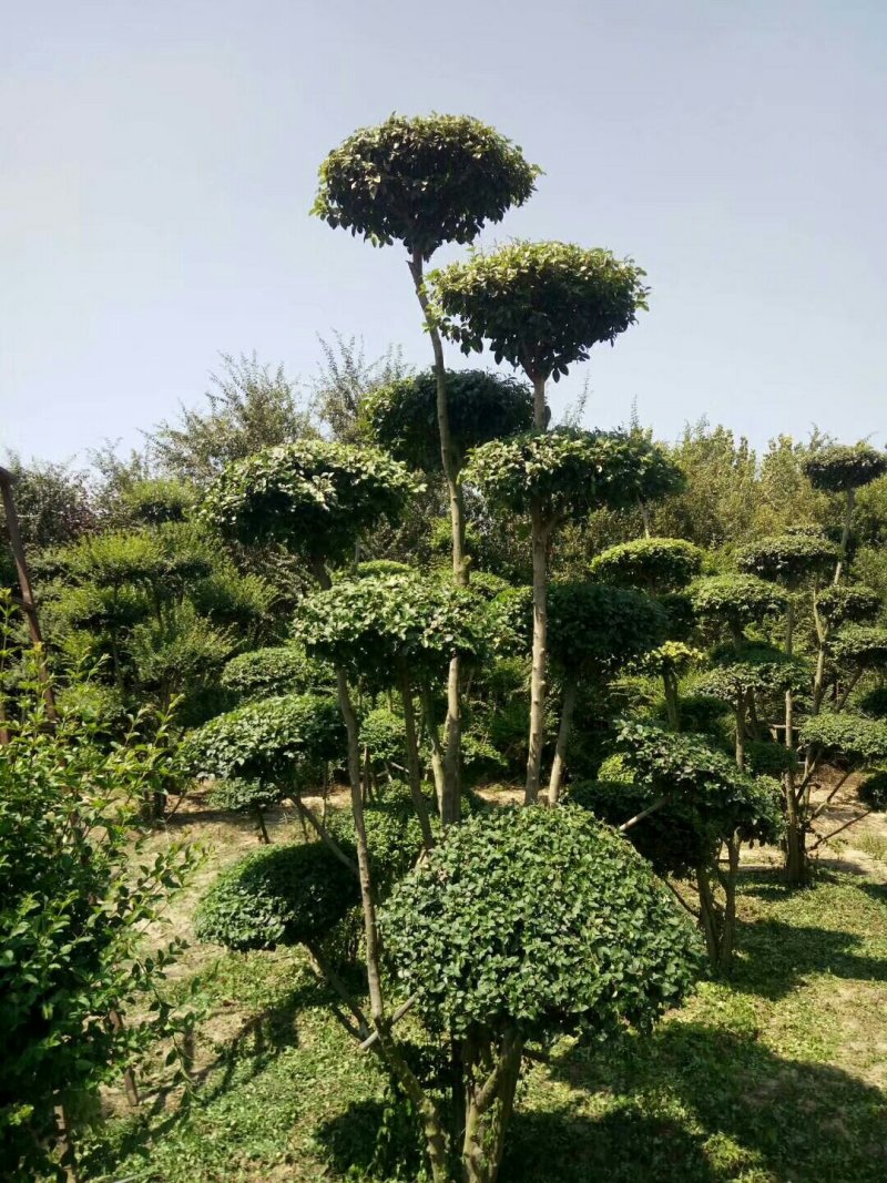 造型小叶女贞地径4~6公分，精品云片造型，云片60公分