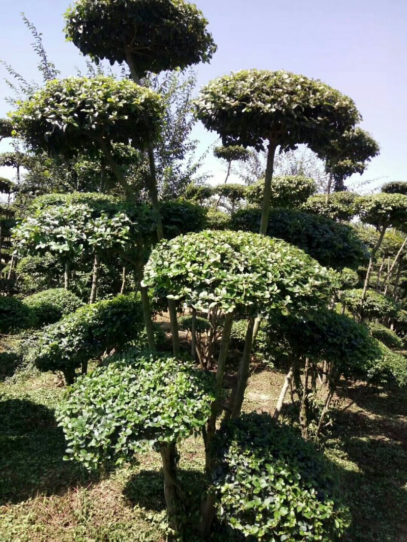 造型小叶女贞地径4~6公分，精品云片造型，云片60公分