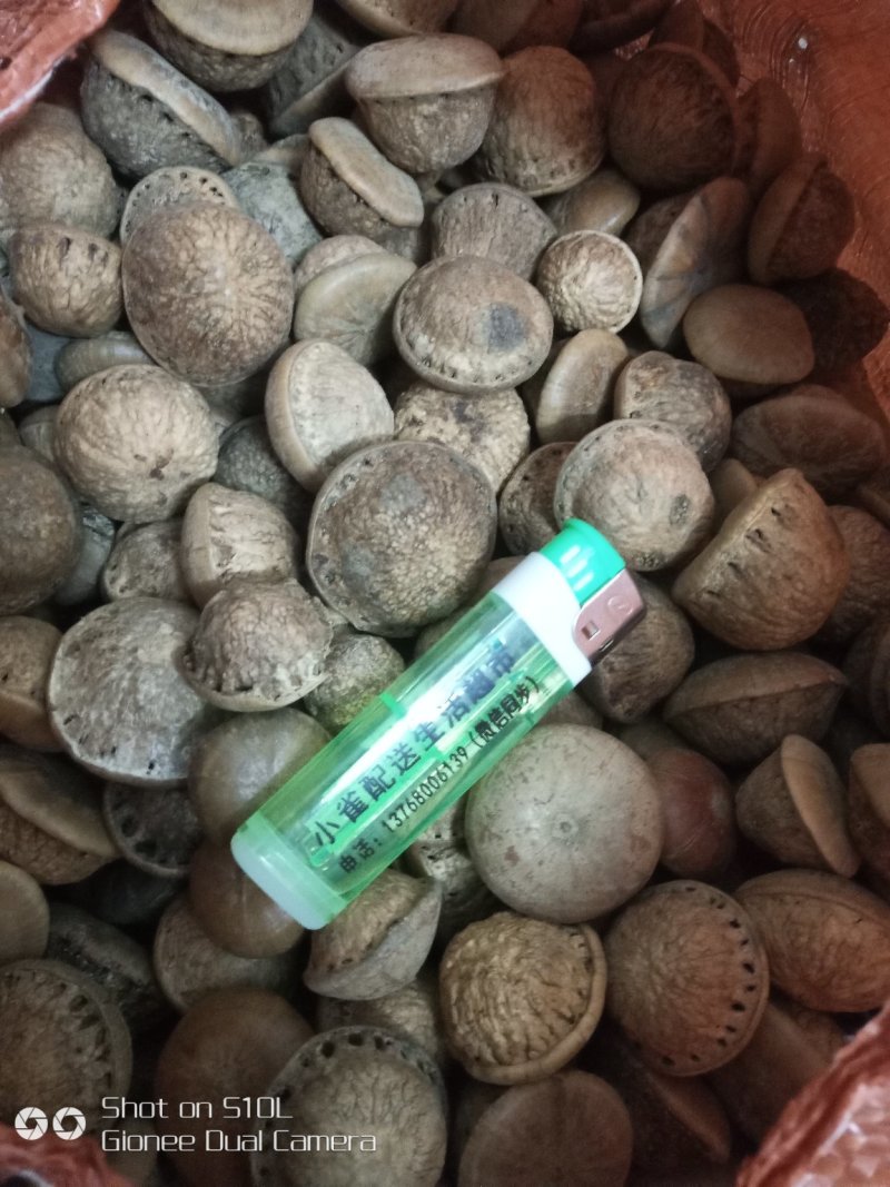 风流壮阳果