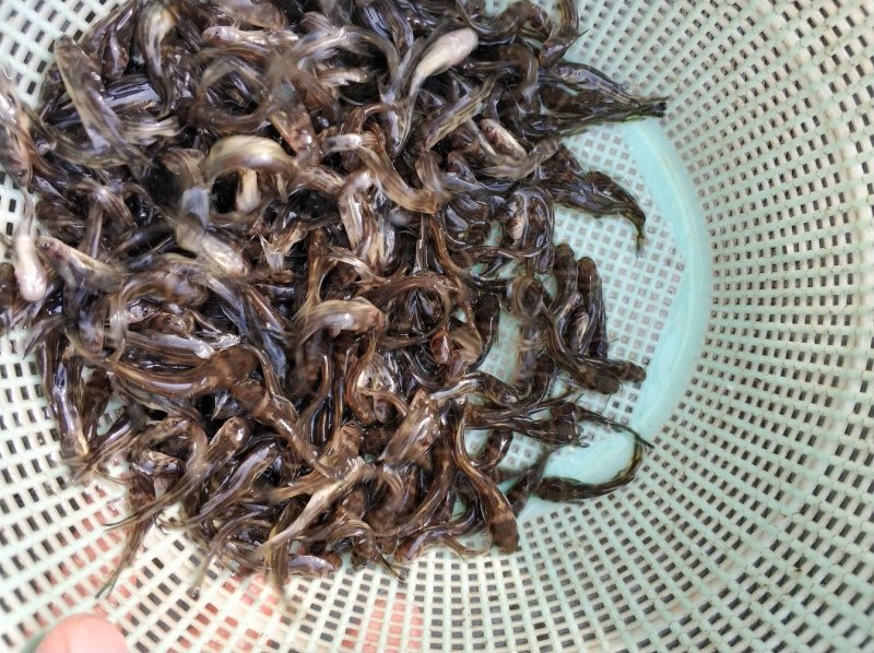 台湾泥鳅苗送货上门货到付款支持快递空运