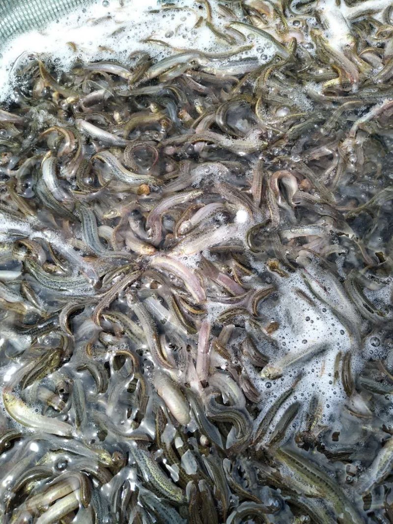 台湾泥鳅苗送货上门货到付款支持快递空运