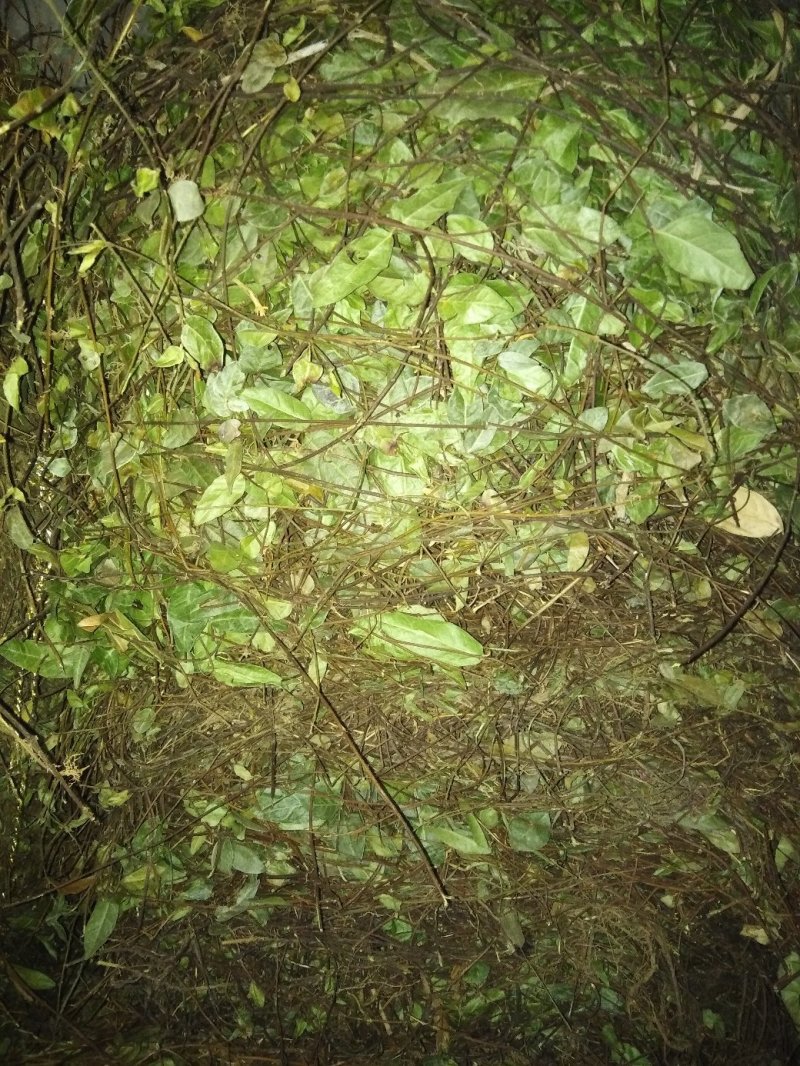 络石藤宜昌地产药材个子机压包价格低廉