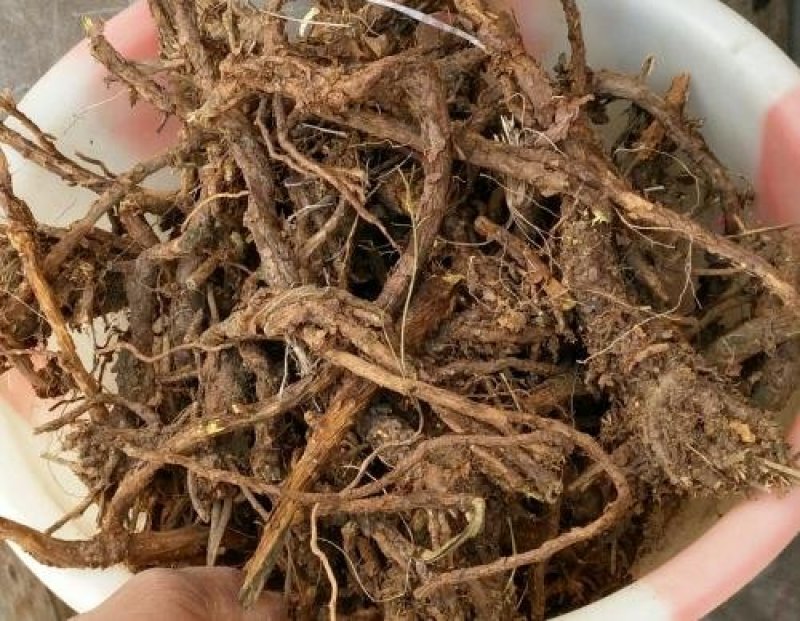 黄芩贫困地区野生鲜黄芩，产地:河北