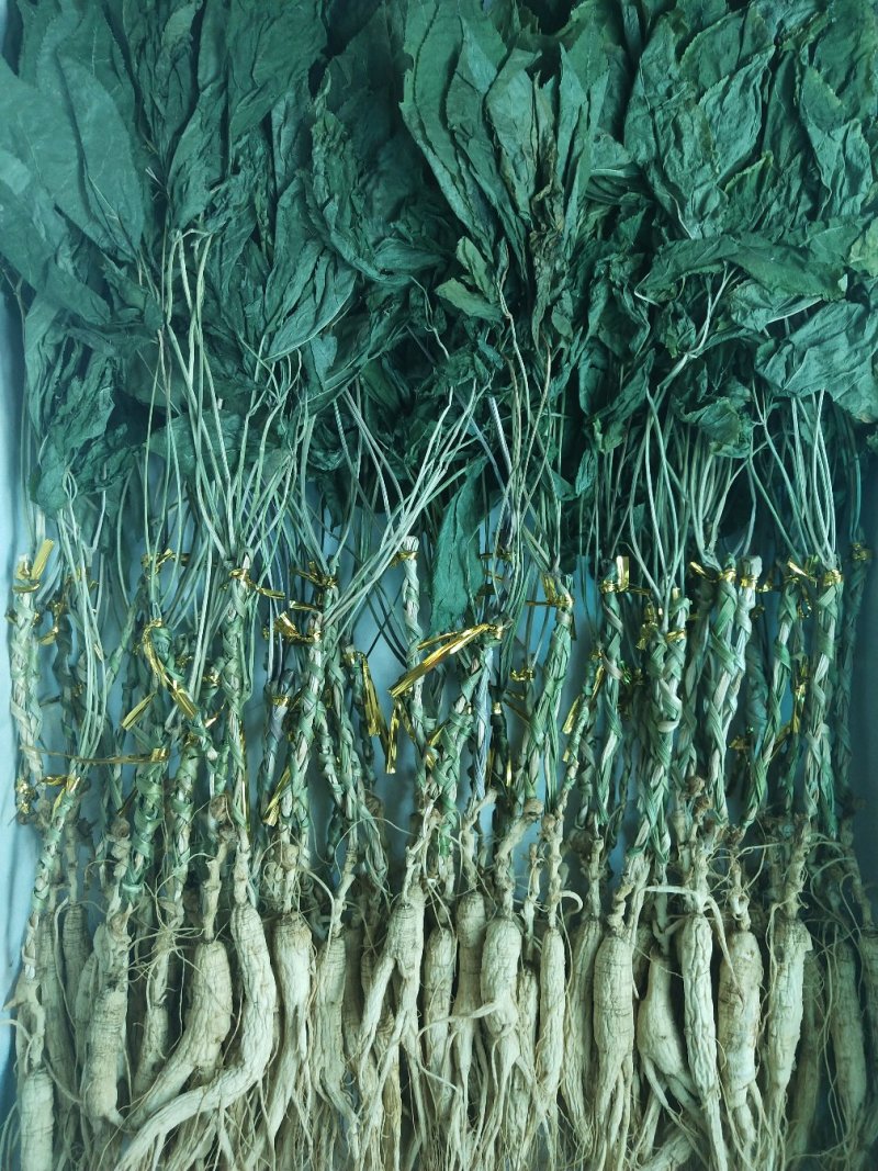 林下山参