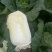 娃娃菜、半毛菜、净菜大娃娃菜，小娃娃菜大量上市，一手货源